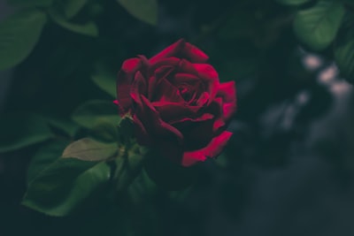 红玫瑰浅焦点摄影